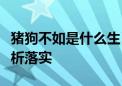 猪狗不如是什么生肖打一生肖动物精选解释解析落实