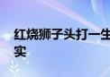 红烧狮子头打一生肖是什么动物,精选解释落实