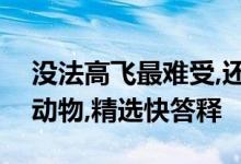 没法高飞最难受,还有爬虫在后头打一个生肖动物,精选快答释