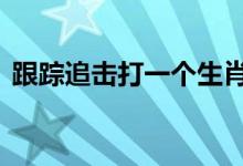 跟踪追击打一个生肖动物,答案全面解释落实