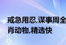 戒急用忍,谋事周全,细心冷静作打算打一个生肖动物,精选快