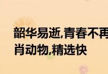 韶华易逝,青春不再丫角终老最堪哀打一个生肖动物,精选快