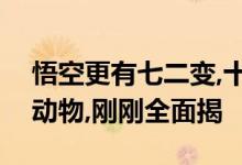 悟空更有七二变,十二生肖是福哥打一个生肖动物,刚刚全面揭