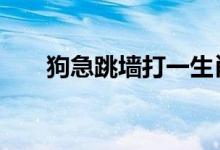 狗急跳墙打一生肖数字,答案解释落实