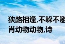 狭路相逢,不躲不避巾帼从不让须眉打一个生肖动物动物,诗