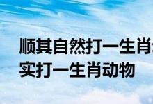 顺其自然打一生肖动物动物,作答诗意解释落实打一生肖动物