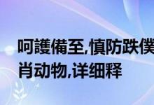 呵護備至,慎防跌僕,克制已慾宜反思打一个生肖动物,详细释