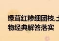 绿茸红糁细团枝,土内养金红色重打一生肖动物经典解答落实