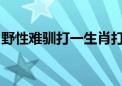 野性难驯打一生肖打一动物生肖作答解释落实