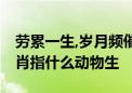 劳累一生,岁月频催,毫无建树任风吹打一个生肖指什么动物生