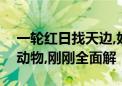 一轮红日找天边,好事成双六出名打一个生肖动物,刚刚全面解