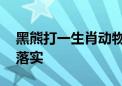 黑熊打一生肖动物是什么生肖动物,重点解释落实