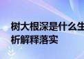 树大根深是什么生肖猜一个生肖动物,最新解析解释落实