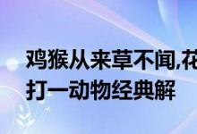 鸡猴从来草不闻,花开回春又一年是什么生肖打一动物经典解