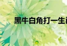 黑牛白角打一生肖动物,精选解释落实