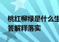 桃红柳绿是什么生肖打一个生肖动物,词语解答解释落实