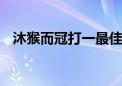 沐猴而冠打一最佳生肖动物,精选解释落实