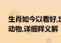 生肖如今以看好,定下四一作为伴打一个生肖动物,详细释义解