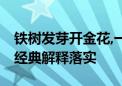 铁树发芽开金花,一四扬威人耀武指什么生肖,经典解释落实