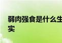 弱肉强食是什么生肖猜一个动物,答案解释落实