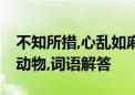 不知所措,心乱如麻,始信劲草胜娇花打一生肖动物,词语解答