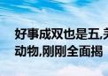 好事成双也是五,羌笛秋声湿塞烟打一个生肖动物,刚刚全面揭