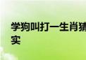 学狗叫打一生肖猜一个生肖动物,最新解释落实