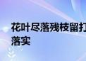 花叶尽落残枝留打一最佳生肖动物,精选解释落实