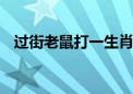 过街老鼠打一生肖数字,最新揭晓解释落实