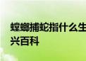 螳螂捕蛇指什么生肖,词典释义解释落实 – 辰兴百科