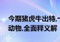 今期猪虎牛出特,十进九率八五开是什么生肖动物,全面释义解