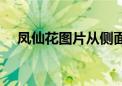 凤仙花图片从侧面看（凤仙花图片种子）