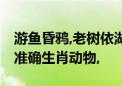 游鱼昏鸦,老树依湖,仕子好意出手扶打一最佳准确生肖动物,