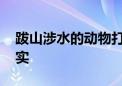 跋山涉水的动物打一个生肖,答案解析解释落实