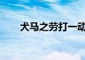 犬马之劳打一动物生肖经典解答落实