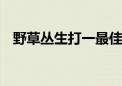 野草丛生打一最佳生肖动物,精选解释落实