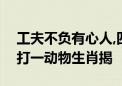 工夫不负有心人,四面春风同路来指什么生肖打一动物生肖揭