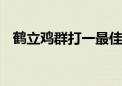 鹤立鸡群打一最佳生肖动物,精选解释落实