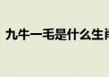 九牛一毛是什么生肖动物,全面释义解释落实