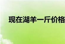 现在湖羊一斤价格 「湖羊收购价是多少」