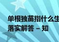 单根独苗指什么生肖,打一最佳生肖释义作答落实解答 – 知