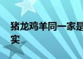 猪龙鸡羊同一家是什么生肖.最新揭晓解释落实