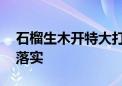 石榴生木开特大打一最佳生肖动物,精选解释落实