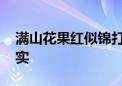 满山花果红似锦打一个生肖动物,资料解释落实