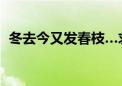 冬去今又发春枝…求解十二生肖一动物名…