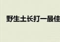 野生土长打一最佳生肖动物,精选解释落实