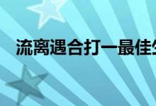 流离遇合打一最佳生肖动物,精选解释落实