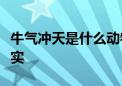 牛气冲天是什么动物生肖打一动物经典解答落实