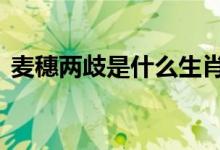 麦穗两歧是什么生肖数字,最新揭晓解释落实