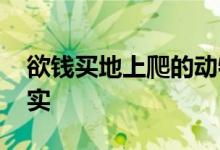 欲钱买地上爬的动物指什么生肖,经典解释落实